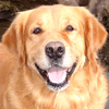 Robby Naish Dog